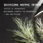 ΚΟΡΡΕΣ Promo Black Pine Μαύρη Πεύκη για Σύσφιγξη + Lifting με Κρέμα Ημέρας για Ξηρές-Πολύ Ξηρές 40ml & ΔΩΡΟ Μαύρη Πεύκη Κρέμα Νύχτας 15ml, 1τμχ - Image 3