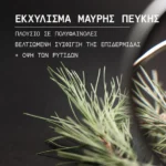 ΚΟΡΡΕΣ Promo Black Pine Μαύρη Πεύκη για Σύσφιγξη + Lifting με Κρέμα Ημέρας για Κανονικές-Μικτές 40ml & ΔΩΡΟ Μαύρη Πεύκη Κρέμα Νύχτας 15ml, 1τμχ - Image 3